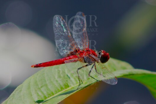 Blair Montague Drake