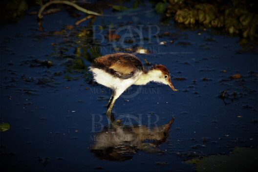 Blair Montague Drake