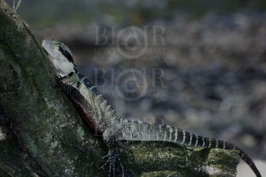 Blair Montague Drake