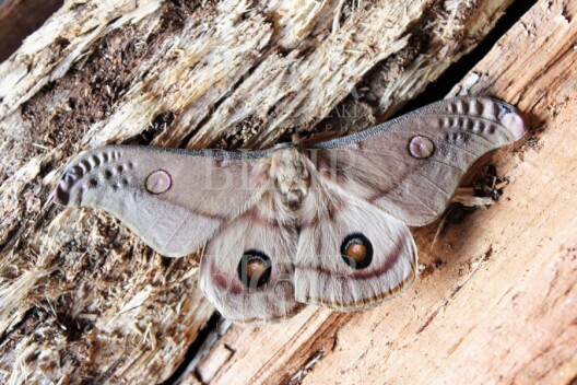 Blair Montague Drake