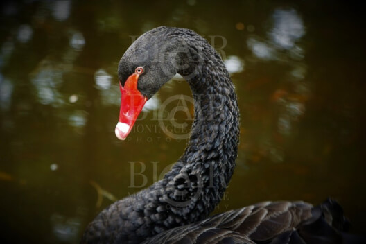 Blair Montague Drake