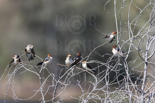 Blair Montague Drake