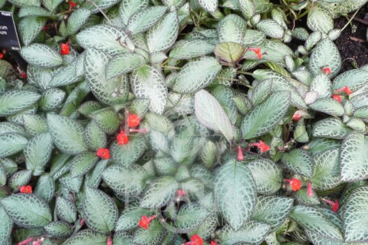 Blair Montague Drake