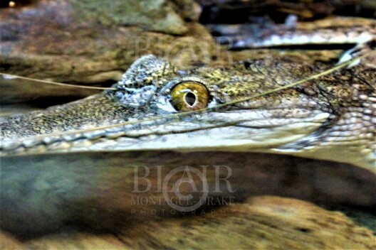 Blair Montague Drake