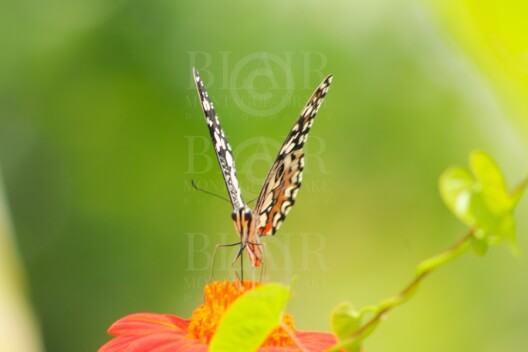 Blair Montague Drake