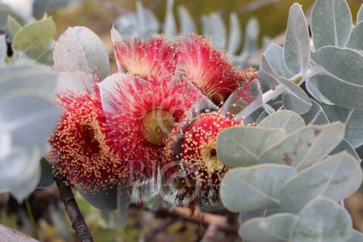 Blair Montague Drake