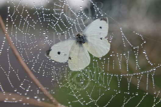 Blair Montague Drake