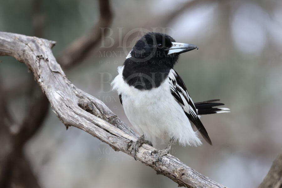 Blair Montague Drake