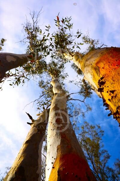 Blair Montague Drake