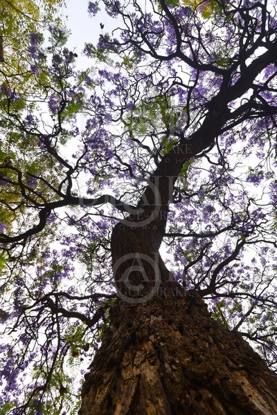 Blair Montague Drake