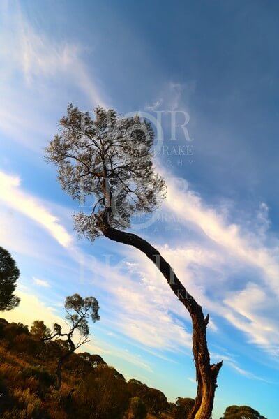 Blair Montague Drake