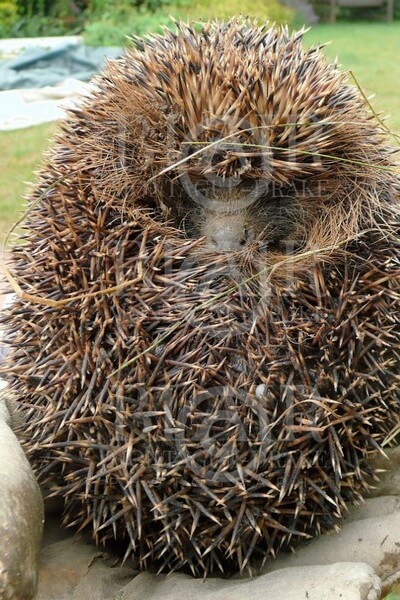 Blair Montague Drake