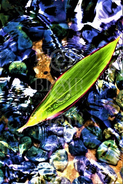 Blair Montague Drake