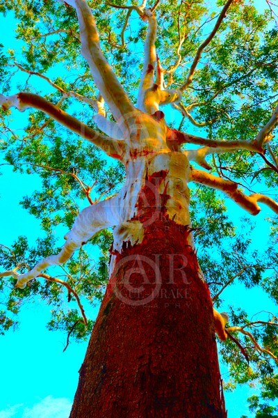 Blair Montague Drake