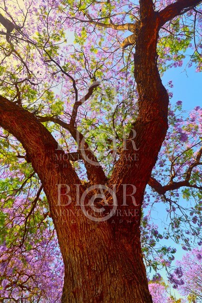 Blair Montague Drake