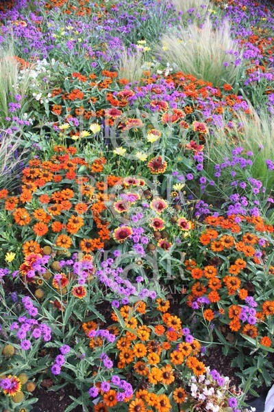 Blair Montague Drake