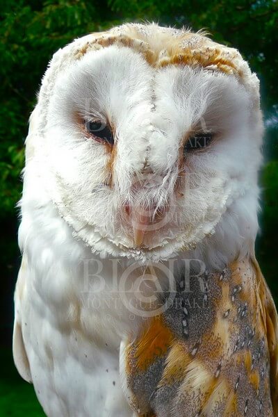 Blair Montague Drake