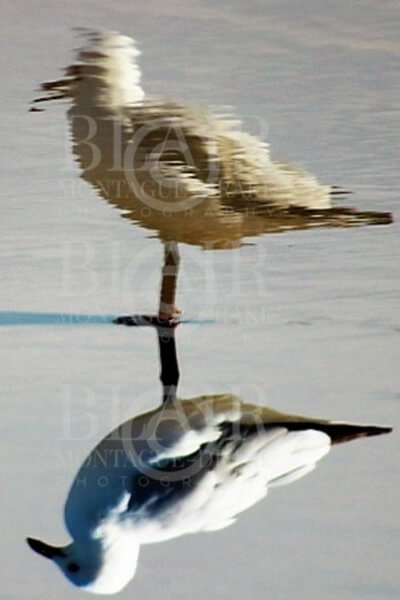 Blair Montague Drake