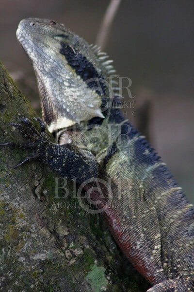 Blair Montague Drake