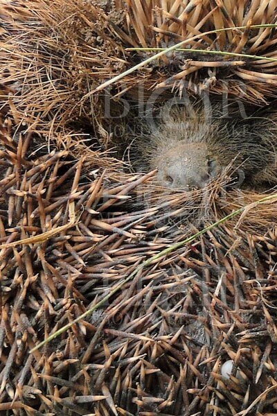 Blair Montague Drake