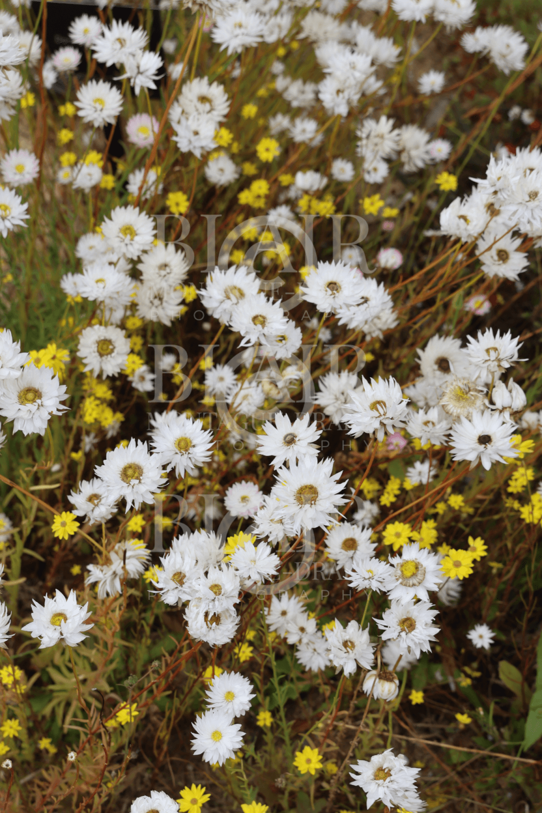 Blair Montague Drake